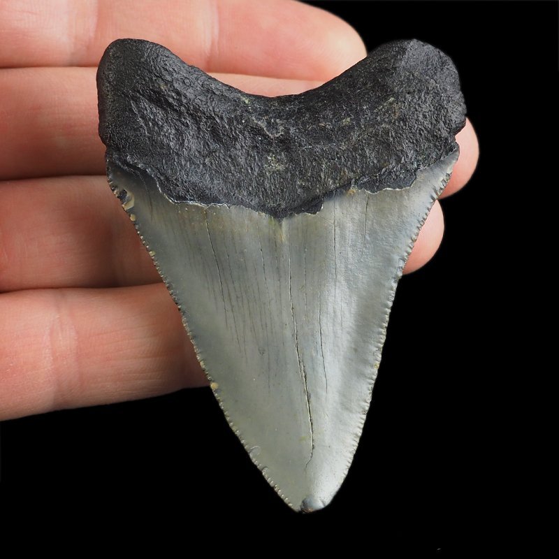 SKAMIENIAŁY ZĄB REKINA - MEGALODON - 70 mm - FLORYDA, USA