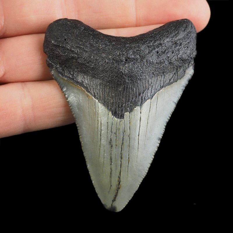 SKAMIENIAŁY ZĄB REKINA - MEGALODON - 70 mm - FLORYDA, USA