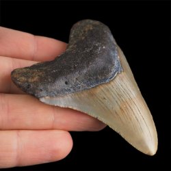 SKAMIENIAŁY ZĄB REKINA - MEGALODON - 71 mm - FLORYDA, USA