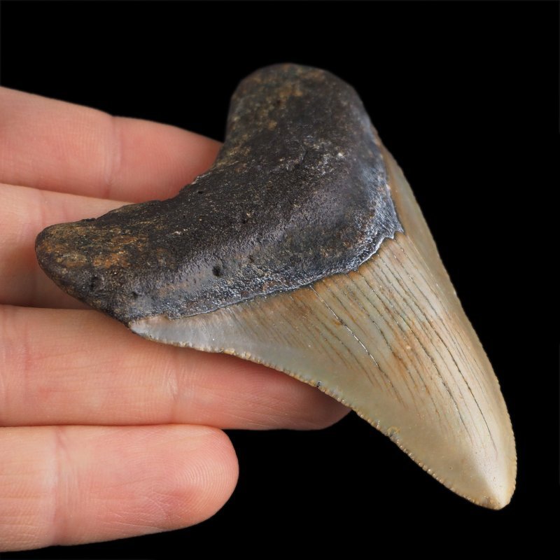 SKAMIENIAŁY ZĄB REKINA - MEGALODON - 71 mm - FLORYDA, USA