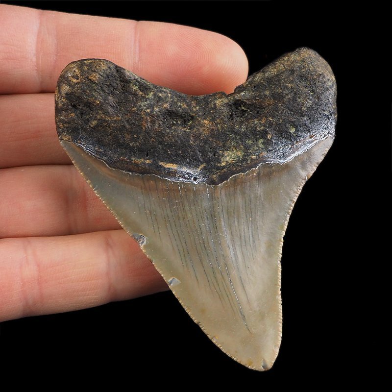 SKAMIENIAŁY ZĄB REKINA - MEGALODON - 71 mm - FLORYDA, USA