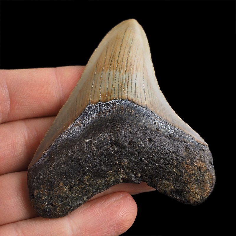 SKAMIENIAŁY ZĄB REKINA - MEGALODON - 71 mm - FLORYDA, USA