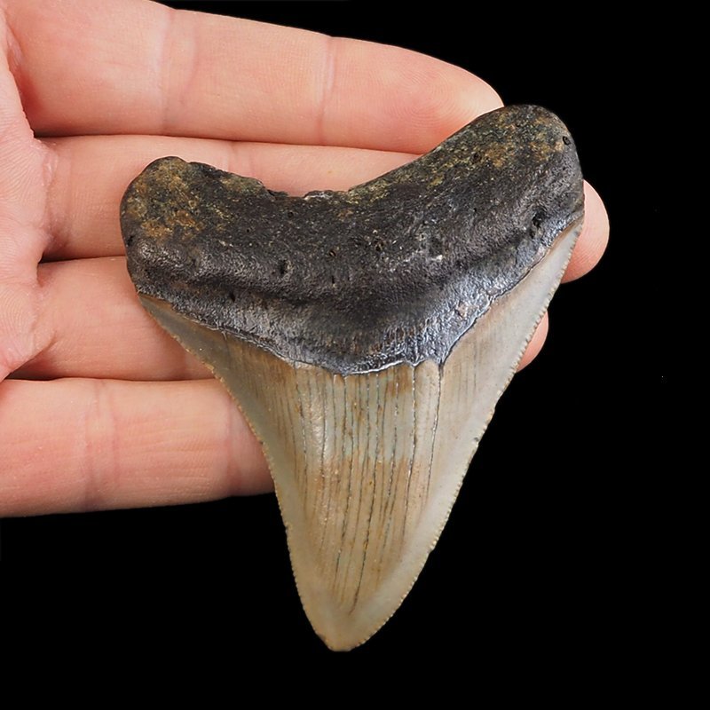 SKAMIENIAŁY ZĄB REKINA - MEGALODON - 71 mm - FLORYDA, USA