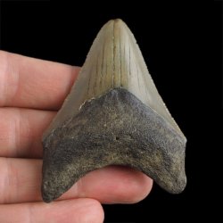 SKAMIENIAŁY ZĄB REKINA - MEGALODON - 65 mm - FLORYDA, USA