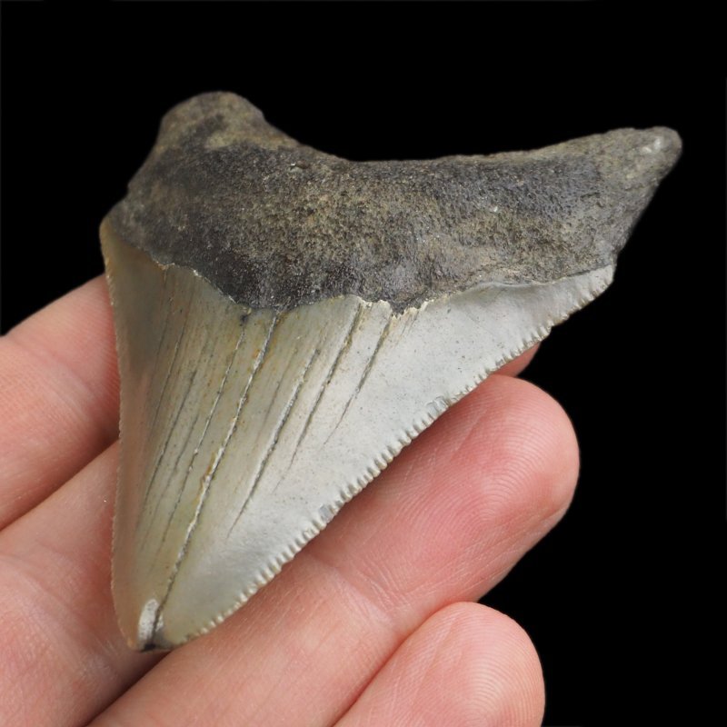 SKAMIENIAŁY ZĄB REKINA - MEGALODON - 65 mm - FLORYDA, USA