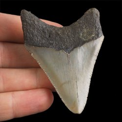 SKAMIENIAŁY ZĄB REKINA - MEGALODON - 65 mm - FLORYDA, USA