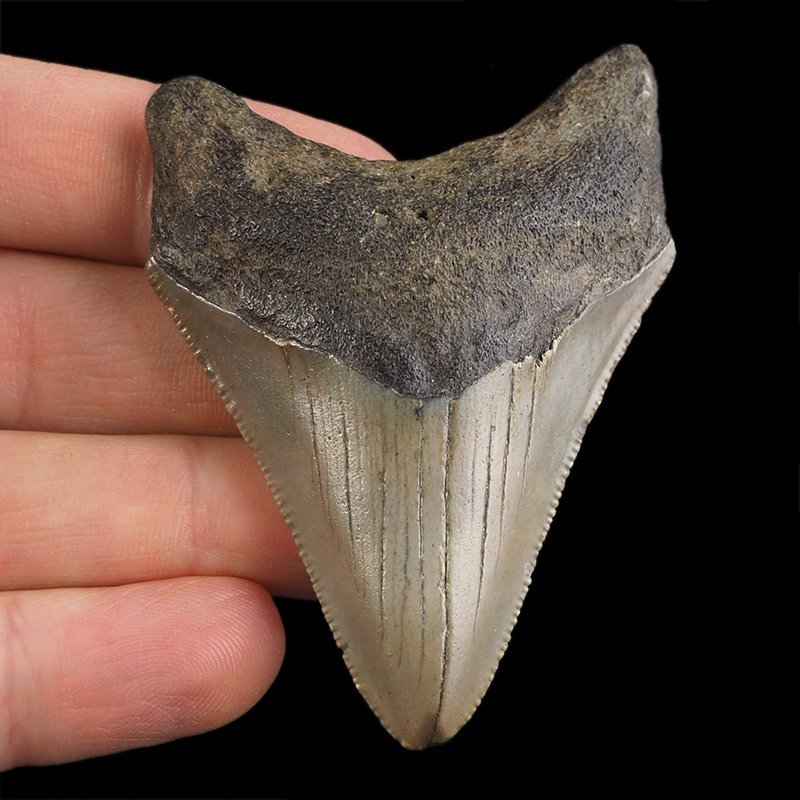 SKAMIENIAŁY ZĄB REKINA - MEGALODON - 65 mm - FLORYDA, USA