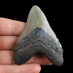 SKAMIENIAŁY ZĄB REKINA - MEGALODON - 75 mm - FLORYDA, USA
