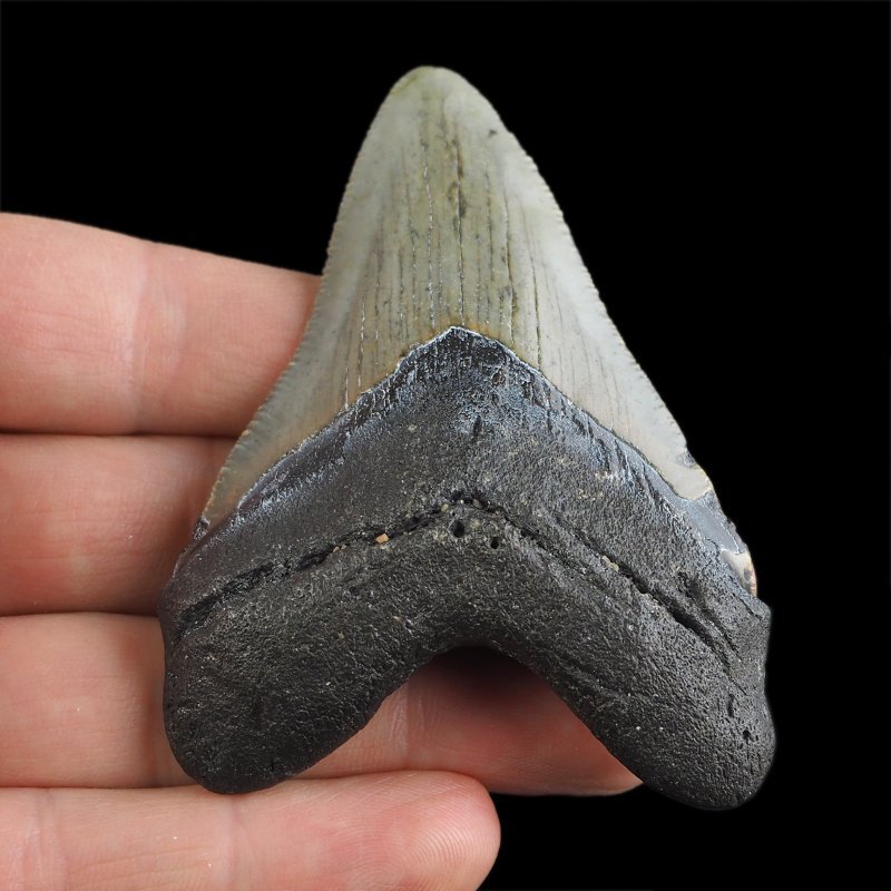 SKAMIENIAŁY ZĄB REKINA - MEGALODON - 75 mm - FLORYDA, USA
