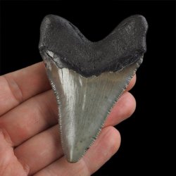 SKAMIENIAŁY ZĄB REKINA - MEGALODON - 75 mm - FLORYDA, USA
