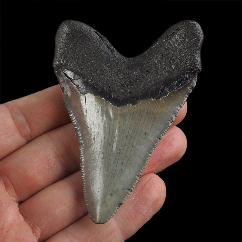 SKAMIENIAŁY ZĄB REKINA - MEGALODON - 75 mm - FLORYDA, USA