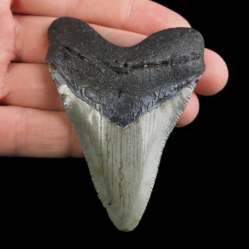 SKAMIENIAŁY ZĄB REKINA - MEGALODON - 75 mm - FLORYDA, USA
