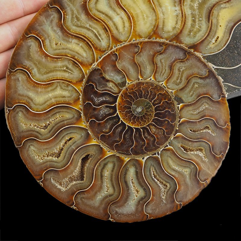 AMONIT - 219 mm - KREDA DOLNA - 110 mln lat - MADAGASKAR