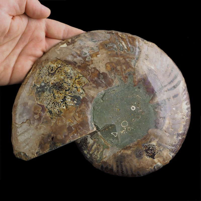 AMONIT - 219 mm - KREDA DOLNA - 110 mln lat - MADAGASKAR