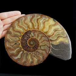 AMONIT - 219 mm - KREDA DOLNA - 110 mln lat - MADAGASKAR