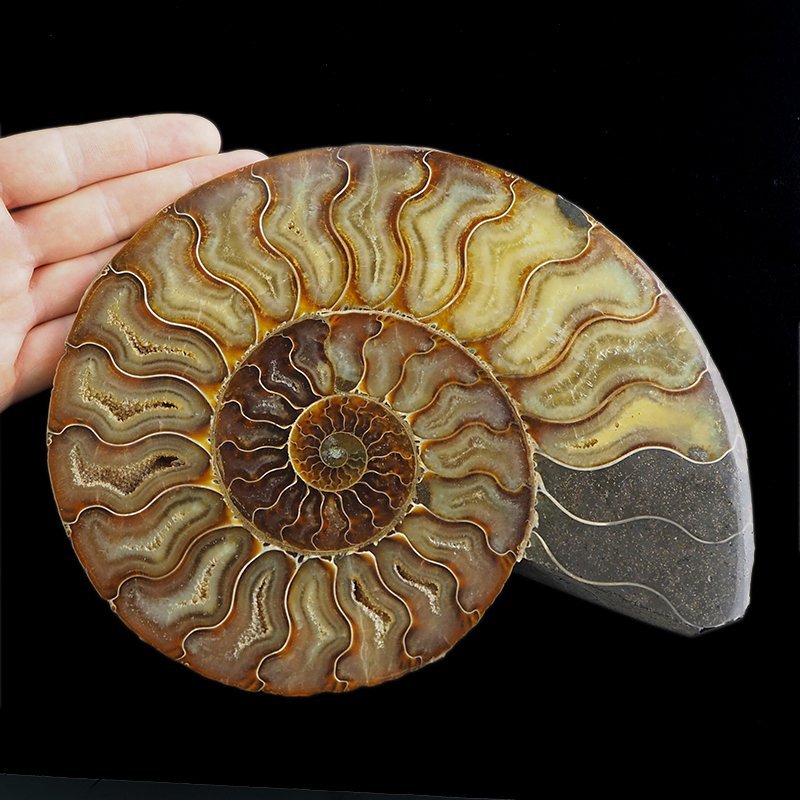 AMONIT - 219 mm - KREDA DOLNA - 110 mln lat - MADAGASKAR