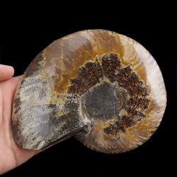 AMONIT - 157 mm - KREDA DOLNA - 110 mln lat - MADAGASKAR