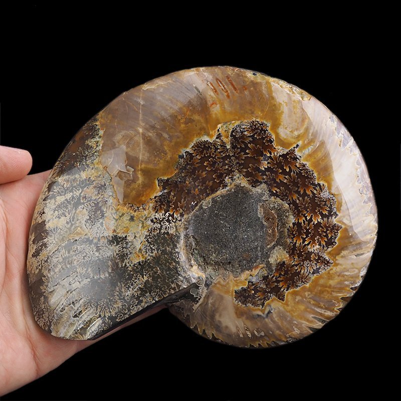 AMONIT - 157 mm - KREDA DOLNA - 110 mln lat - MADAGASKAR