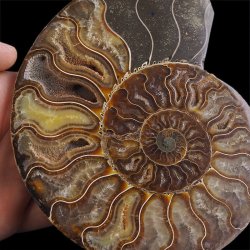 AMONIT - 157 mm - KREDA DOLNA - 110 mln lat - MADAGASKAR