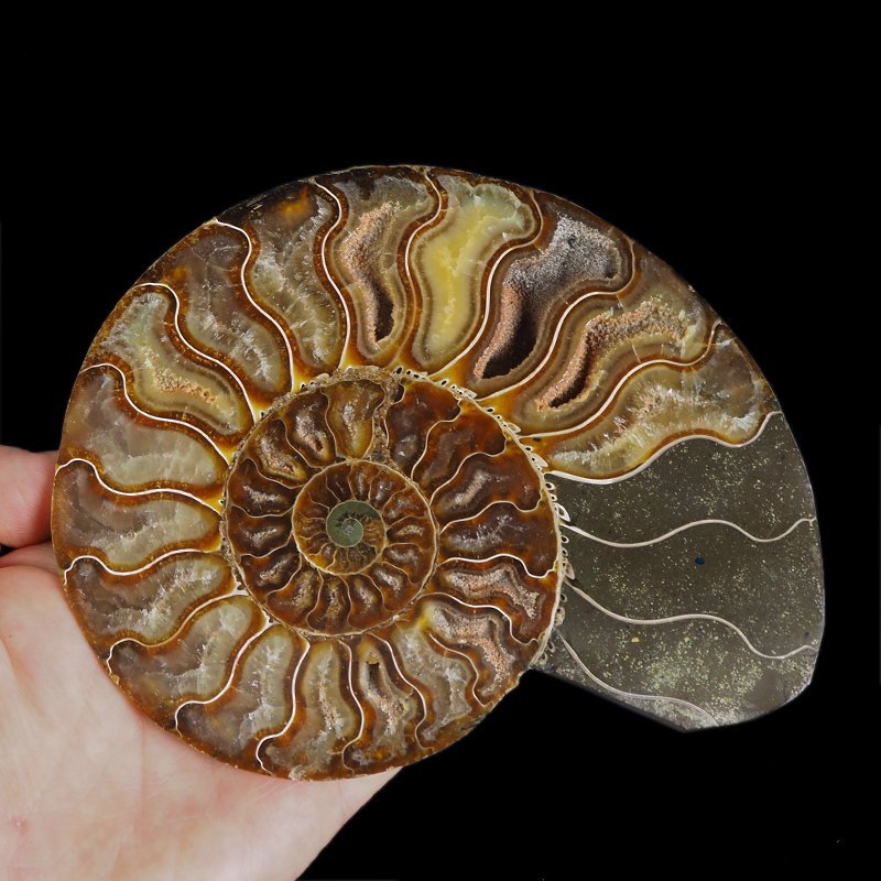 AMONIT - 157 mm - KREDA DOLNA - 110 mln lat - MADAGASKAR