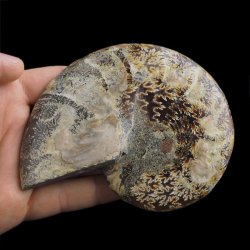 AMONIT - 118 mm - KREDA DOLNA - 110 mln lat - MADAGASKAR