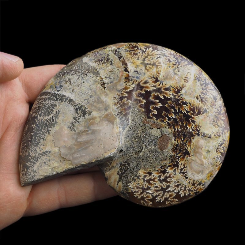 AMONIT - 118 mm - KREDA DOLNA - 110 mln lat - MADAGASKAR