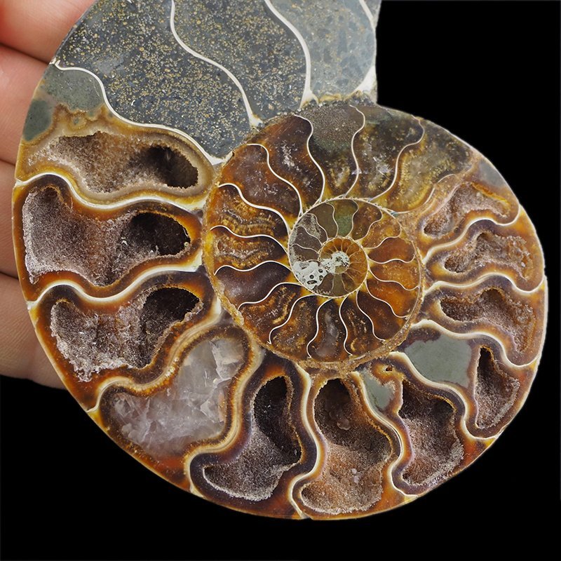 AMONIT - 118 mm - KREDA DOLNA - 110 mln lat - MADAGASKAR