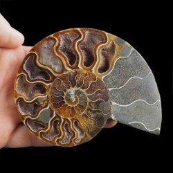 AMONIT - 118 mm - KREDA DOLNA - 110 mln lat - MADAGASKAR