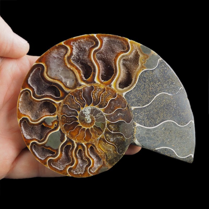 AMONIT - 118 mm - KREDA DOLNA - 110 mln lat - MADAGASKAR