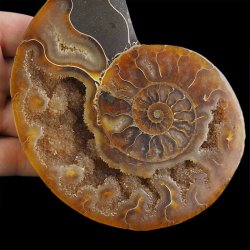 AMONIT - 129 mm - KREDA DOLNA - 110 mln lat - MADAGASKAR