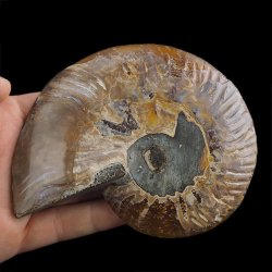 AMONIT - 129 mm - KREDA DOLNA - 110 mln lat - MADAGASKAR