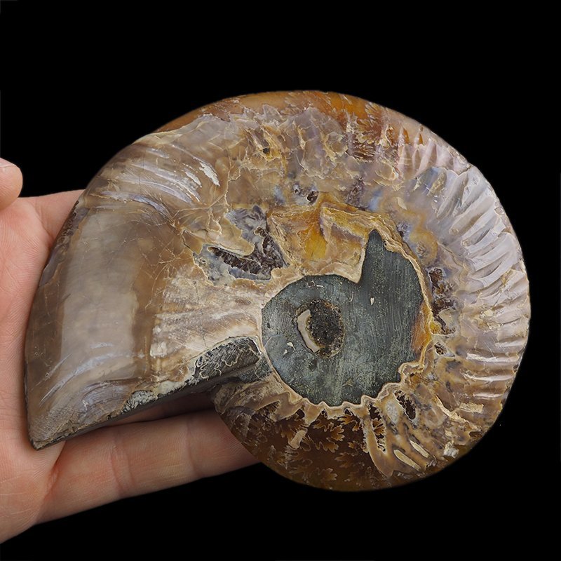 AMONIT - 129 mm - KREDA DOLNA - 110 mln lat - MADAGASKAR