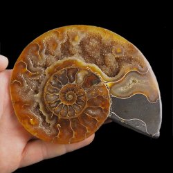 AMONIT - 129 mm - KREDA DOLNA - 110 mln lat - MADAGASKAR