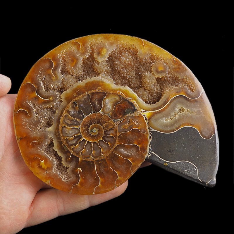 AMONIT - 129 mm - KREDA DOLNA - 110 mln lat - MADAGASKAR