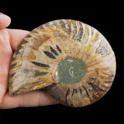 AMONIT - 109 mm - KREDA DOLNA - 110 mln lat - MADAGASKAR