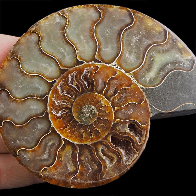 AMONIT - 109 mm - KREDA DOLNA - 110 mln lat - MADAGASKAR