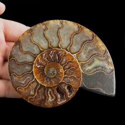 AMONIT - 109 mm - KREDA DOLNA - 110 mln lat - MADAGASKAR