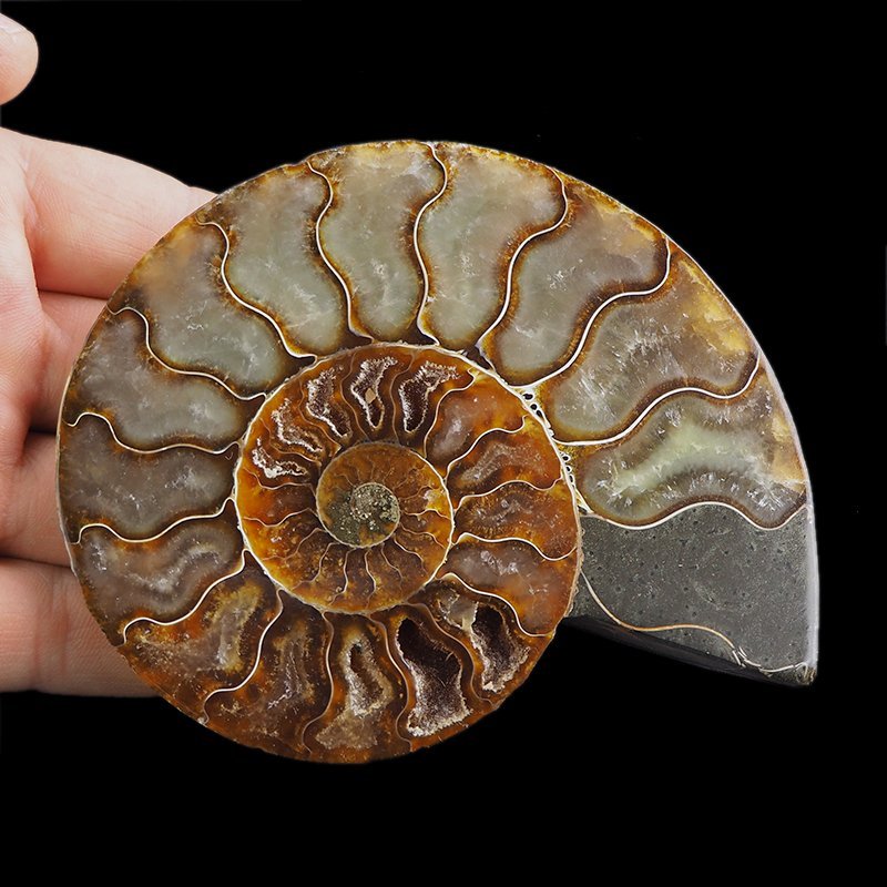 AMONIT - 109 mm - KREDA DOLNA - 110 mln lat - MADAGASKAR