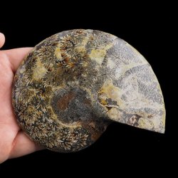 AMONIT - 119 mm - KREDA DOLNA - 110 mln lat - MADAGASKAR