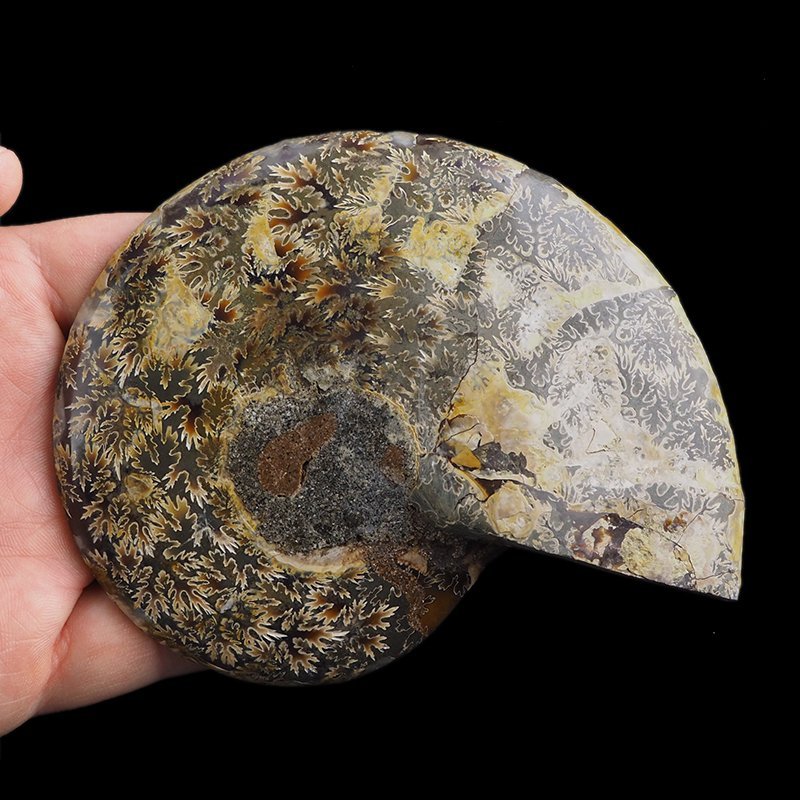 AMONIT - 119 mm - KREDA DOLNA - 110 mln lat - MADAGASKAR