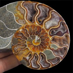 AMONIT - 119 mm - KREDA DOLNA - 110 mln lat - MADAGASKAR