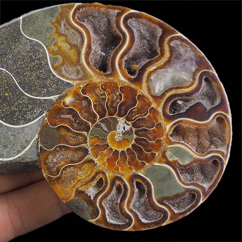 AMONIT - 119 mm - KREDA DOLNA - 110 mln lat - MADAGASKAR