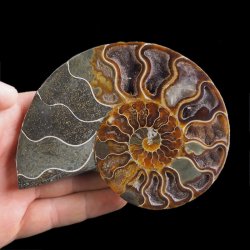 AMONIT - 119 mm - KREDA DOLNA - 110 mln lat - MADAGASKAR