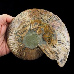 AMONIT - 175 mm - KREDA DOLNA - 110 mln lat - MADAGASKAR