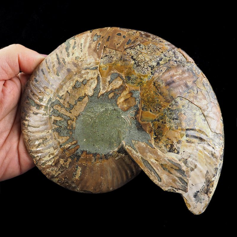 AMONIT - 175 mm - KREDA DOLNA - 110 mln lat - MADAGASKAR