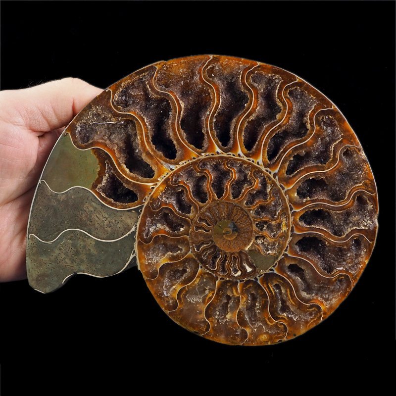 AMONIT - 175 mm - KREDA DOLNA - 110 mln lat - MADAGASKAR