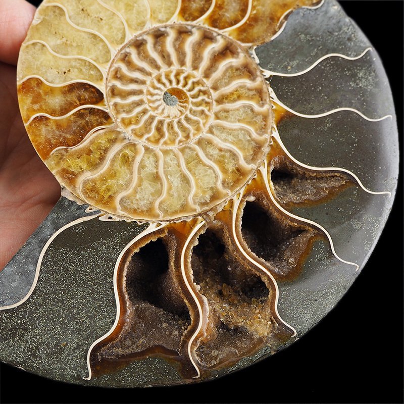 AMONIT - 152 mm - KREDA DOLNA - 110 mln lat - MADAGASKAR