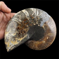 AMONIT - 152 mm - KREDA DOLNA - 110 mln lat - MADAGASKAR