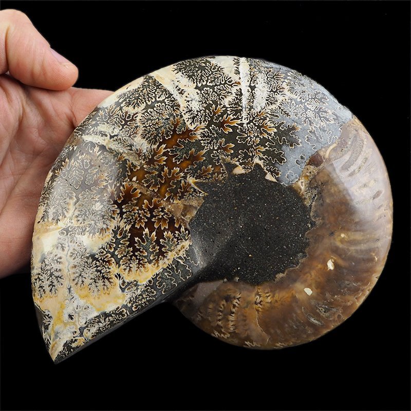 AMONIT - 152 mm - KREDA DOLNA - 110 mln lat - MADAGASKAR