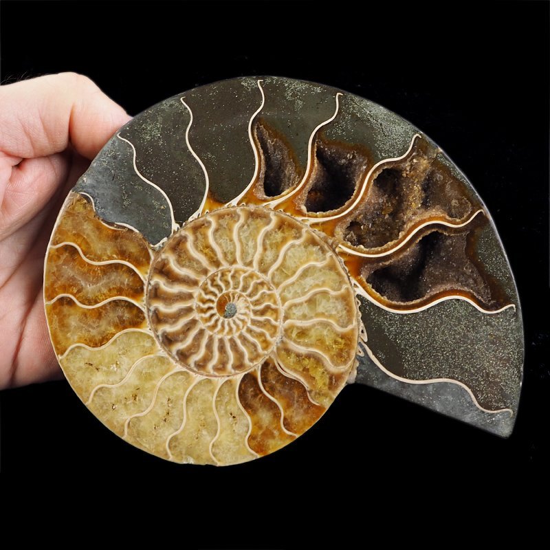 AMONIT - 152 mm - KREDA DOLNA - 110 mln lat - MADAGASKAR